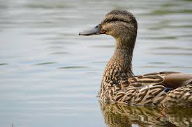 10 Canadian Duck Species Other Than Mallards You Should Set