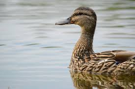 10 canadian duck species other than mallards you should set