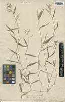 Image result for Urochloa reptans