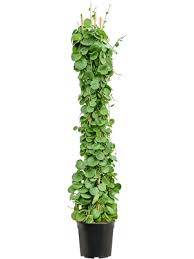 Image result for Cissus rotundifolia