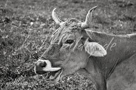Bilder finden die zum begriff kühe kuh passen. Kuh Bilder In Schwarz Weiss Kuh Bilder Als Leinwand Poster Xxl Druck Tapete Und Mehr