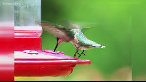Maybe you would like to learn more about one of these? Verify No Georgia S Hummingbird Population Isn T On The Decline 13wmaz Com
