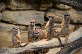 Перевод слова zoo, американское и британское произношение, транскрипция, словосочетания, примеры использования. Lookaside Fbsbx Com Lookaside Crawler Media Me