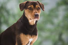 Tinkles fires everyone (2001) hd. A Dog S Way Home How Shelby Went From Junkyard Stray To Movie Star