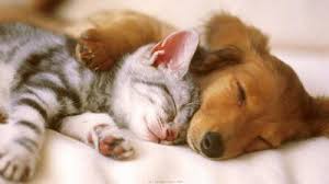 You can see how to get to sugar land pet hospital on our website. Animal Hospital Highway 6 3429 Texas 6 Sugar Land Reviews And Appointments Topvet
