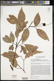 Image result for Haplocoelum inoploeum