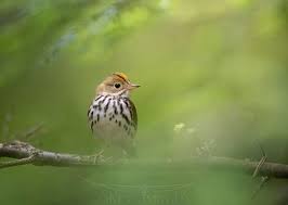 Birds Of Eastern Pa Scott Keys Skeysimages Com Posted On Instagram That Pop Of Orange Against Soft Greens Ovenbird Eastern Pa 2020 In 2020 Photo And Video Soft Green Instagram