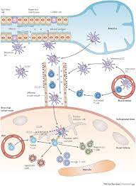 Ccr7 inhibits cxcr4 responsiveness during b cell development. Ccr7 And Its Ligands Balancing Immunity And Tolerance Nature Reviews Immunology