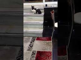kediler yemegini yedi bir sonraki videoda uyuyor ayni yerde youtube make it yourself