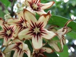 Image result for Cola natalensis