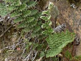 Image result for Cheilanthes hirta