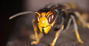 In belgië is de aziatische hoornaar inmiddels al wel gevestigd, wij proberen het insect. Aziatische Hoornaar Ook In Brabant Niet Gevaarlijk Voor Mensen Brabant Bd Nl