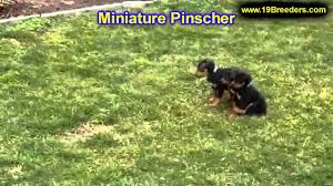 Puppies for sale from dog breeders near portland, oregon. Miniature Pinscher Puppies For Sale In Portland Oregon Or Mcminnville Oregon City Youtube