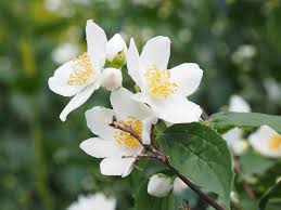 Check spelling or type a new query. Mock Orange Jasmin Flowers Free Photo On Pixabay