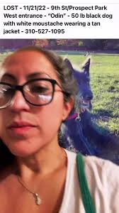 Little Black Dog Lost in Park