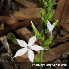 Image result for Plumbago zeylanica