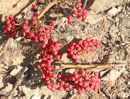 Image result for Micrococca