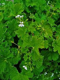 Image result for Pelargonium apetalum
