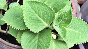 Pembekal phyllanthus niruii linn, dukung anak , penyakit hati , kudis , diabetes , demam kuning , buah pinggang , berak berdarah , penyakit kelenjar kencing , batu karang , kencing malam , sakit nama sainstifik : Dukung Anak Pokok