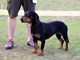 Image result for slovenský kopov