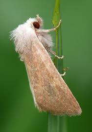 Image result for Photedes fluxa