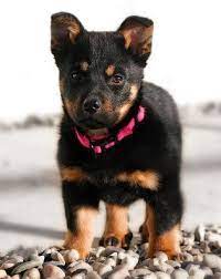 Pug And Red Heeler Pug Mixed Breeds Puppies Cute Puppies
