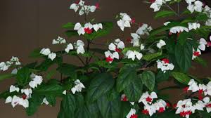 If planting outdoors, choose a bright, sunny location. Bleeding Heart Vine Profile Rayagarden