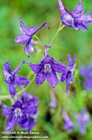 Maybe you would like to learn more about one of these? Delphinium Menziesii Menzies Larkspur Wildflowers Of The Pacific Northwest Wild Flowers Delphinium Larkspur