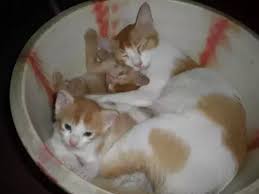 25 most popular names for boy cats. What Name Can I Keep For My Indian Kittens Quora