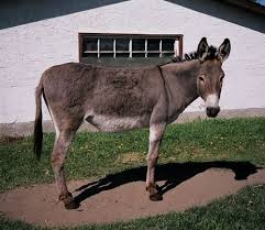 Differences Between Donkeys Mules What S The Difference Between A Mule And A Donkey Animals Wild Animals Pets