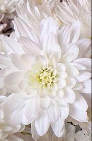 White Chrysanthemum Flower Chrysanthemum Flower Mums Flowers Flowers For Sale