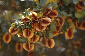 Image result for Combretum collinum