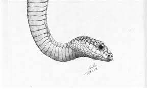 Real Drawings Of Reptiles Snake Drawing Pencil Drawing Images Drawings
