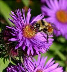 Top 10 Plants For Your Garden To Help Save The Bees Bee Bee Garden Save The Bees