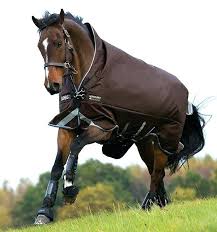 Rambo Horse Blankets Zanmedia Co