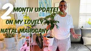 Maybe you would like to learn more about one of these? 107 Plant Update On My Natal Mahogany Trichilia Emetica Awesome Tree Youtube