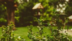 The only gardening i have ever done is in my own garden at home which is very small so having so much space is quite intimidating. City Jungle No It S An Allotment Your Garden In A Polish City Travel Leisure Careers In Poland