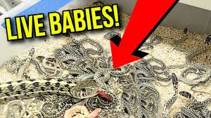 By garden snake i assume you're asking about a garter snake, genus: So Many Live Baby Garter Snakes Born Today Brian Barczyk Youtube