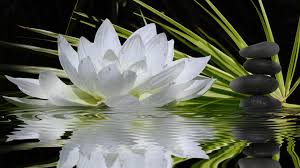 If you're in search of the best hd flower wallpaper, you've come to the right place. Wallpaper White Flower Water Lily Stones Grass 3840x2160 Uhd 4k Picture Image