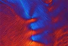 Les tigres appelés à disparaître. Institut Des Sciences Du Vivant Frederic Joliot I2bc Saclay