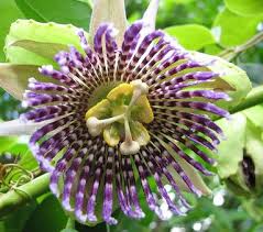 Image result for Passiflora ligularis