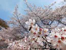 Fascinated By The Flora And Fauna Of Japan International Travel News