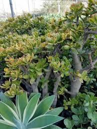 Image result for Crassula zombensis