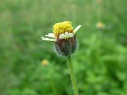 Image result for Tridax