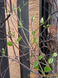 Maybe you would like to learn more about one of these? Gewohnliche Waldrebe Clematis Vitalba Schones Blumen Samen Saatgut