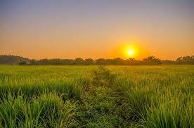 Ekosistem Sawah Dilengkapi Pengertian Ciri Komponen Dan Jenisnya Paling Lengkap Pengertian Apapun