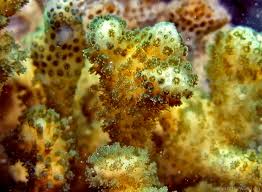 Image result for Coleochloa pallidior