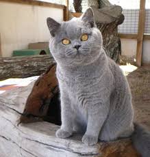 The British Shorthair Is The Pedigreed Version Of The Traditional British Domestic Cat With A Distinctively Chunky Body British Blue Cat Cat Breeds Cute Cats