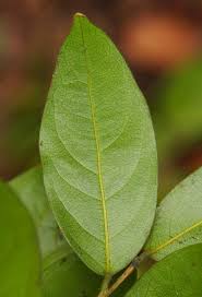 Image result for Drypetes arguta