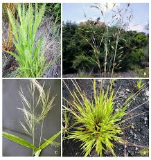 Image result for Enteropogon monostachyos